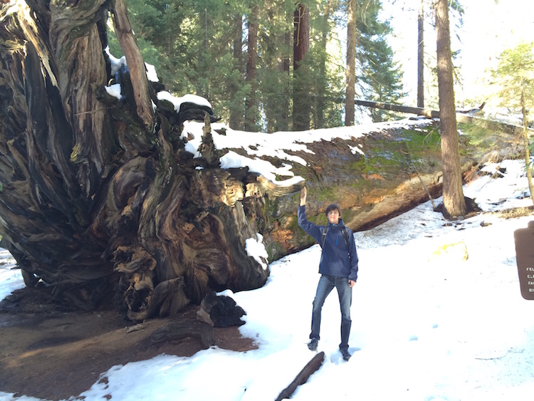 General sherman tree